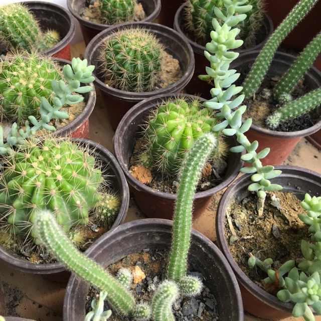 Pokok hiasan kaktus untuk hiasan Shopee Malaysia