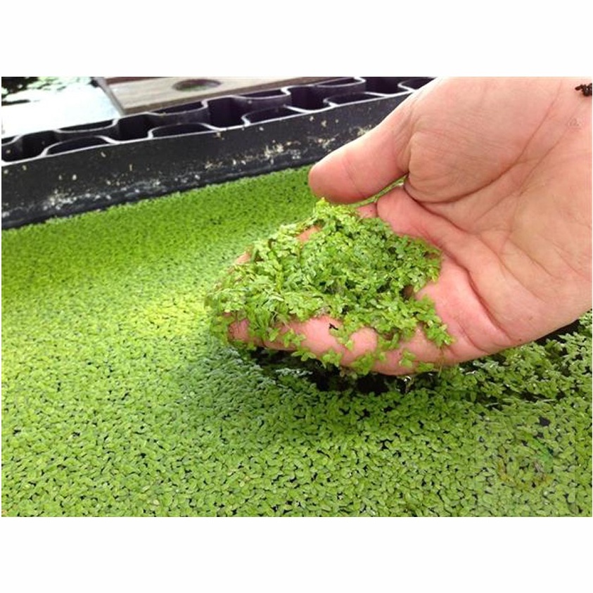 Aquarium Water Plant Duckweed Water Plant Kiambang For Betta Fish