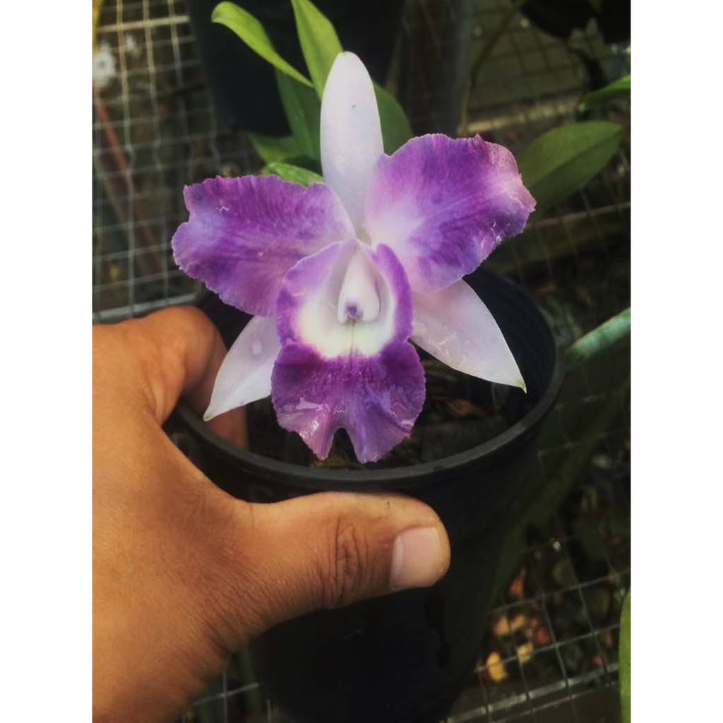 CATTLEYA ORCHID SEEDLINGS LC KORAT BLUE Shopee Malaysia