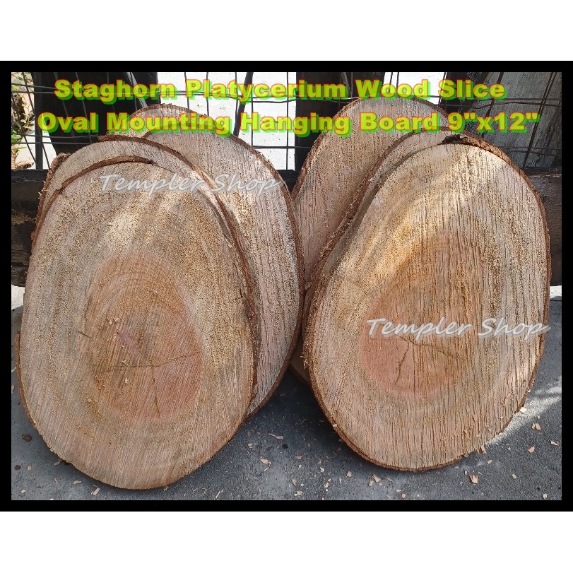 Staghorn Platycerium Plant Wood Slice Oval Hanging Mounting Board