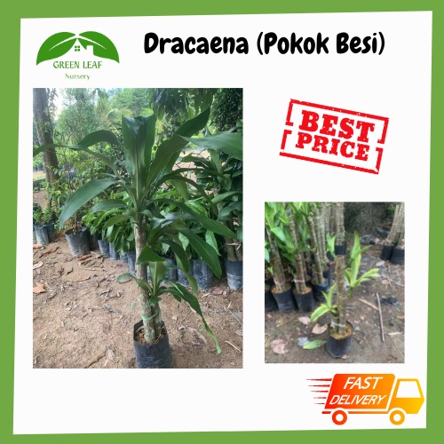 Green Leaf Nursery Dracaena fragrans/ Pokok Besi /铁树 /香龙血树 /READY