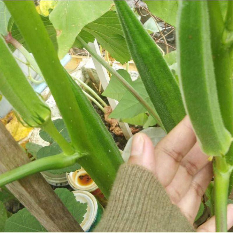 10 pcs benih bendi hijau okra vege seed benih sayur lady