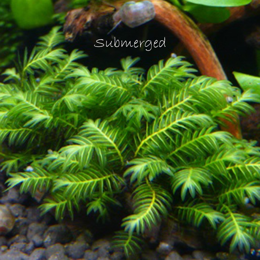 Buy Aquatic Plant Fissidens Nobilis 大凤尾苔emerged SeeTracker Malaysia
