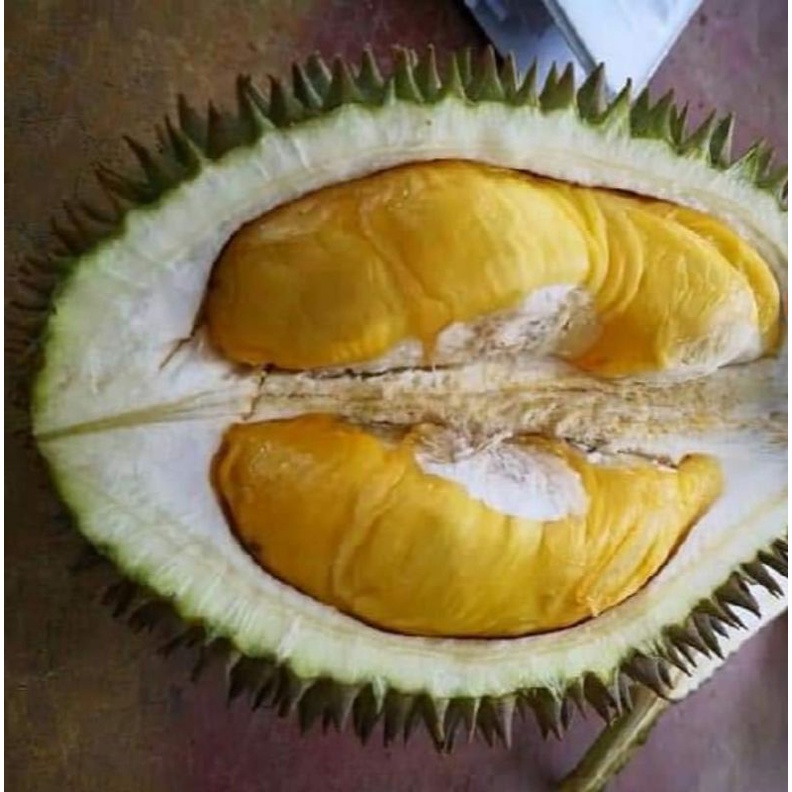 POKOK DURIAN LIPAN BARA PENANG (GRAFTED/ KAHWIN) RARE Shopee Malaysia