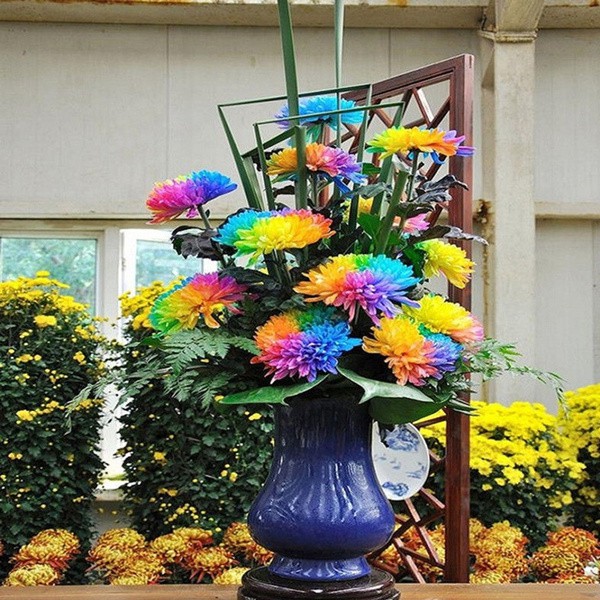 100pcs Rare Rainbow Chrysanthemum Flower Seeds Garden Plants Seed