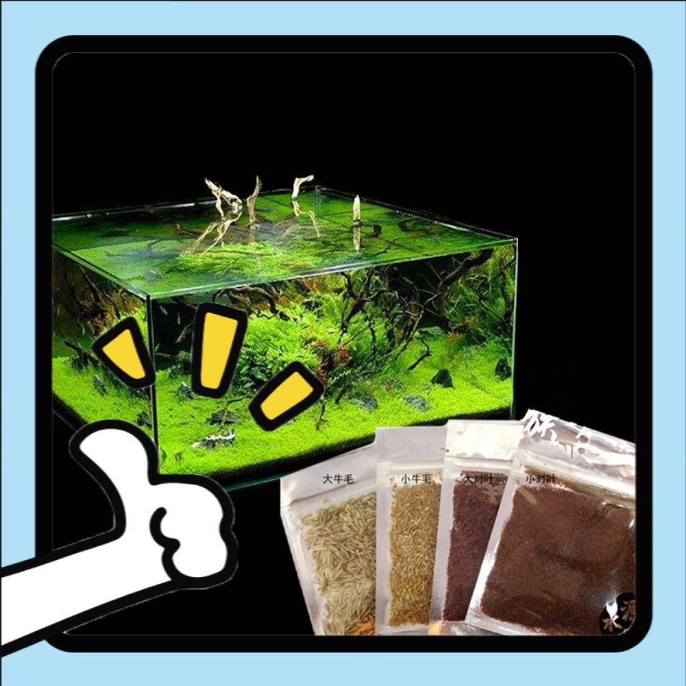 stock in Msia Aquarium Plant Seeds Aquatic Water Grass Decoration as