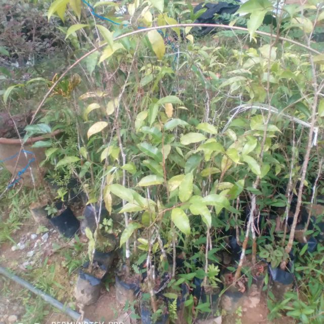 Pokok Karas / Depu / Gaharu / Agarwood /Aquilaria