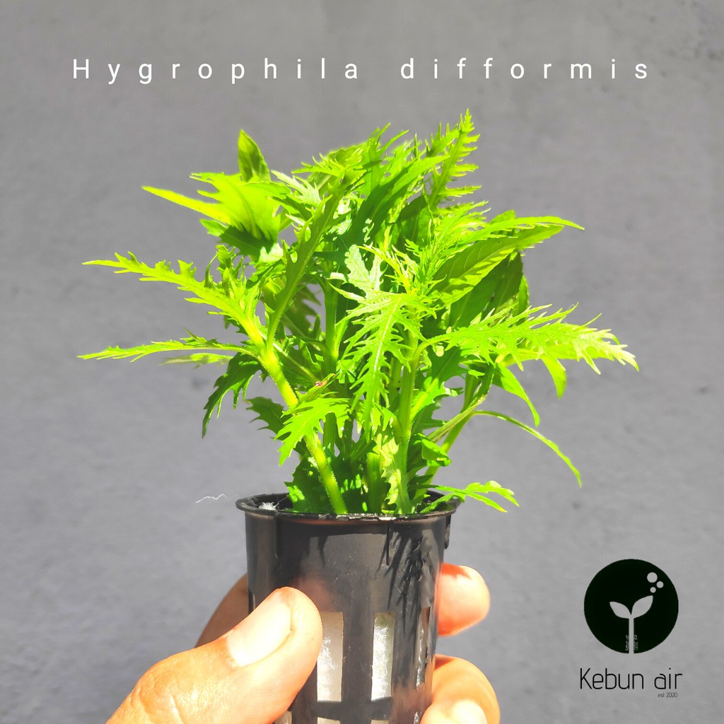 (WHOLESALE)Aquarium plants Aquatic plants Hygrophila difformis (emersed