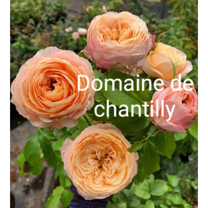 Tahan Lasak In English Joncxt