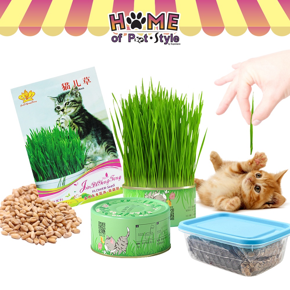 Cat Grass Easy Plant Catnip Cat Wheatgrass Organic Healthy Cat Medicine