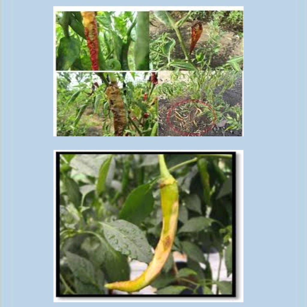 Racun Serangga Pokok Cili/ Chili Tree Insecticide 10g (OSHIN 20WP