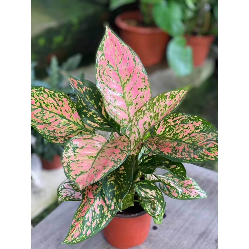 BGAglaonema lady valenytine/live plant Shopee Malaysia
