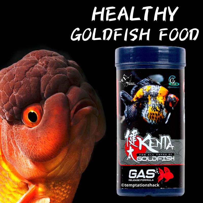 HEALTHY Goldfish Food Makanan SIHAT Ikan Emas CZ Aqua Kenta