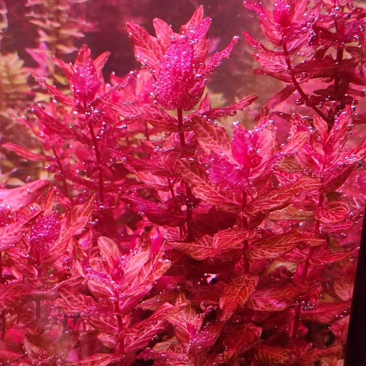 FarmHouse Aquatic Plants , Online Shop Shopee Malaysia