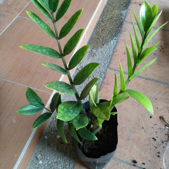 [Le plus partagé! √] zamioculcas chat 156854Zamioculcas