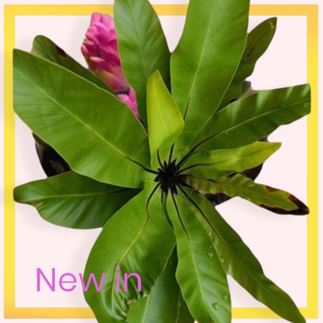 Chinese New Year Ong Ong 2023 Lucky Plants Rare Greatest Grade Bird Nest Plants Rm58.90 Shopee