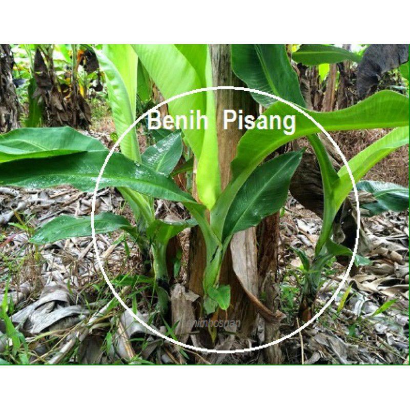 Anak pokok pisang dwarf cavendishserendah, berangan dan pisang emas