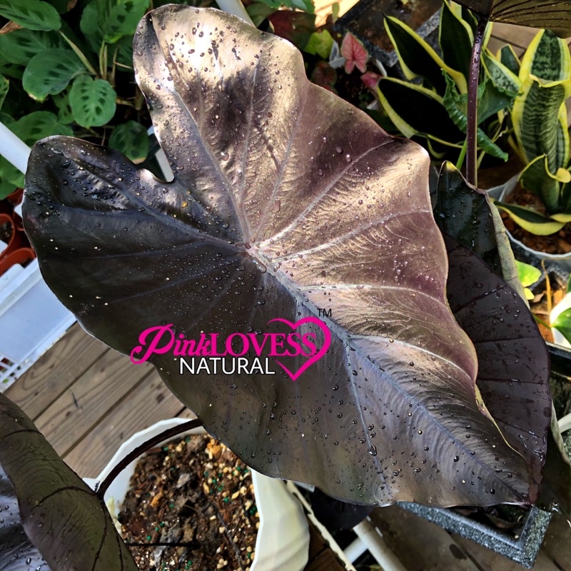 EBG ORI COLOCASIA ELECTRIC BLUE GECKO EBG ORIGINAL BUKAN BLACK