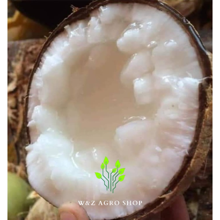 Pokok Kelapa Jelly Pandan Wangi Hybrid (EXPRESS SHIPPING) Shopee Malaysia
