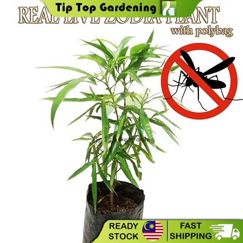 REAL LIVE INDOOR PLANT ZODIA MOSQUITOES REPELLENT WITH POLYBAG POKOK HALAU NYAMUK Shopee Malaysia
