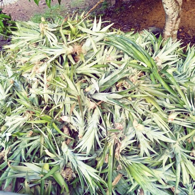 Anak pokok/benih nenas madu kaca/manis/murah Shopee Malaysia
