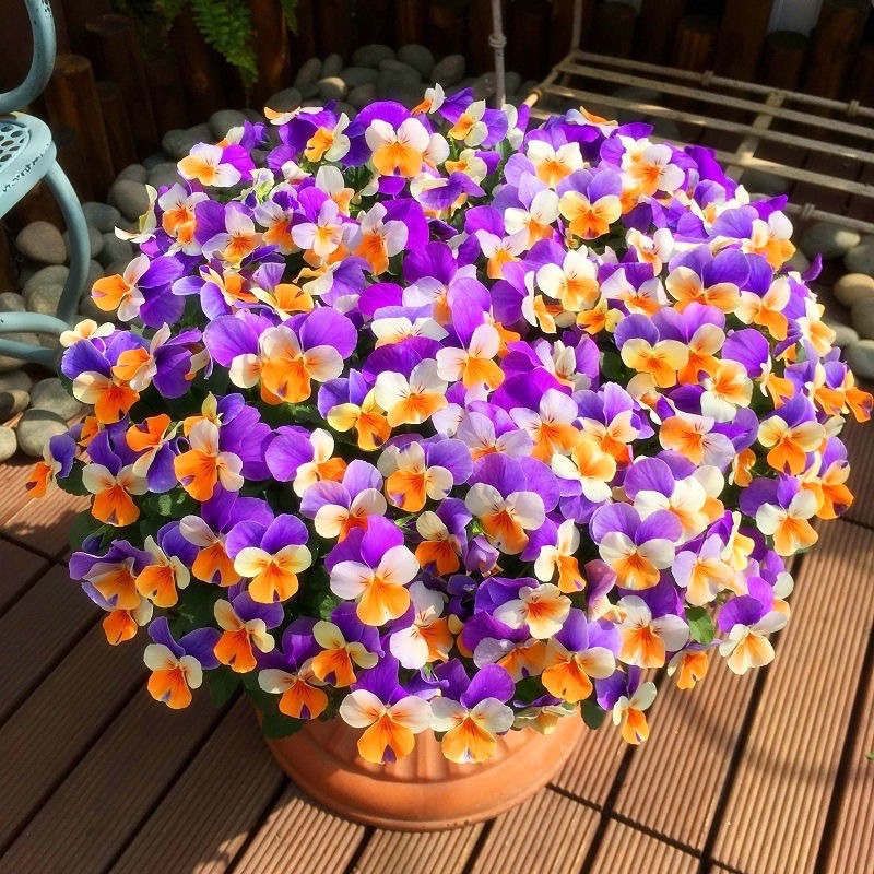 【Ready Stock】 Biji Benih Bunga Wild Pansy Flower seeds Wild Pansy 花种子三色堇 Shopee Malaysia