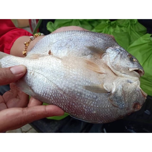 IKAN KERING BEKOK (IKE BEKOK VIRAL KAK PAH TUMPAT) Shopee Malaysia