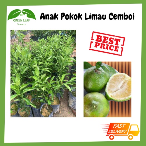 Green Leaf Nursery Anak Pokok Limau Cemboi /READY STOCK!! Shopee