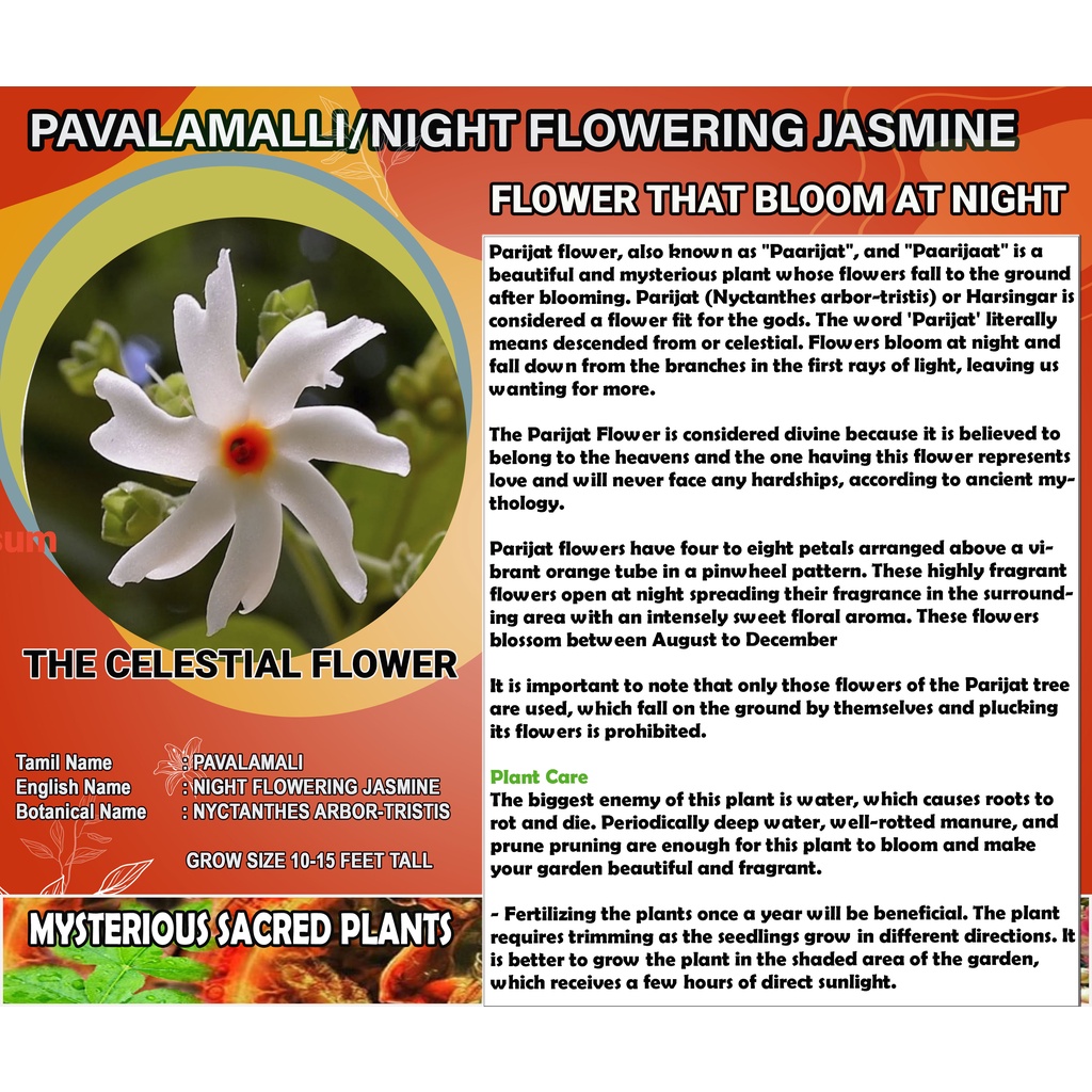 Parijatha Flower Images Best Flower Site