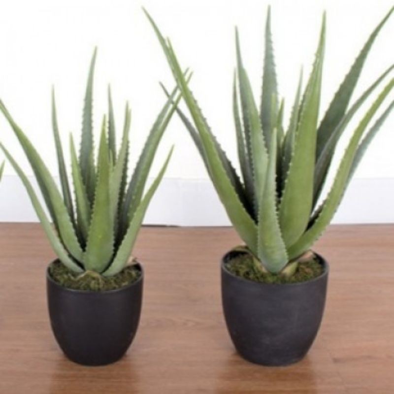 ARTIFICIAL ALOE VERA PLANT Shopee Malaysia
