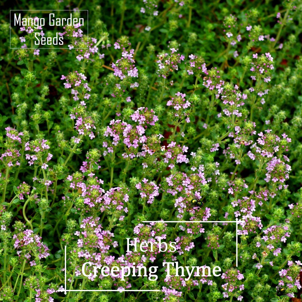Organic Creeping Thyme Seeds 100 Seed *Pot Friendly* Tanam Pasu