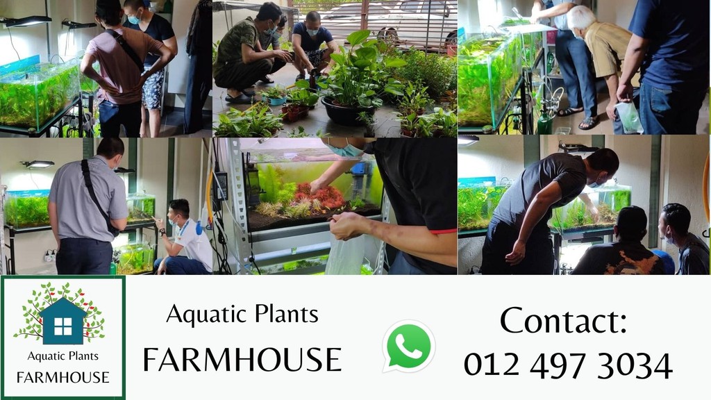 FarmHouse Aquatic Plants , Online Shop Shopee Malaysia