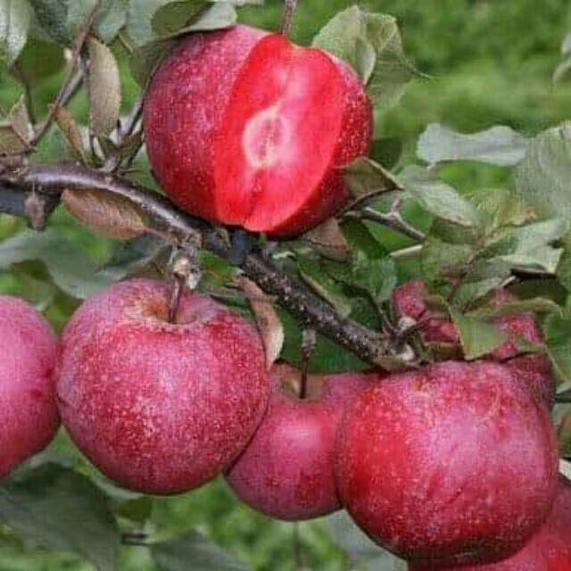 Pokok red love apple(buah apple isi merah) Shopee Malaysia
