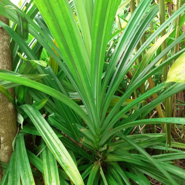 Pokok Pandan (Anak Pokok) Shopee Malaysia