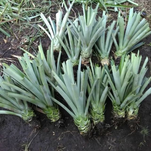 (READY STOCK) Bibit Nenas MD2 Umur Pokok 8 Bulan Shopee