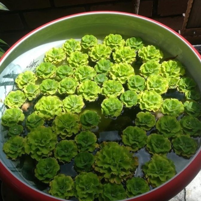 Aquarium Plant Water Cabbage Water Lettuce 1pc Floating Plant