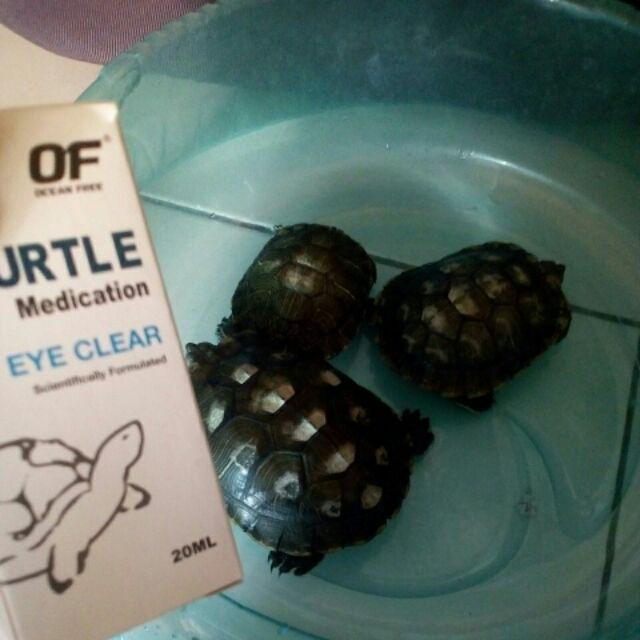 (CURE SICK TURTLE!) OF TURTLE MEDICATION EYE CLEAR 20ML turtle medicine Shopee Malaysia