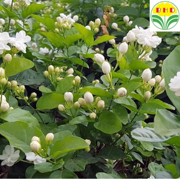 Real Plants Fragrant Jasmine Plant Jasminum Sambac Arabia Jasmine