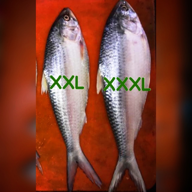 IKAN TERUBUK MASIN SARAWAK LOCAL TEMPATAN VIRAL SAIZ BESAR Shopee