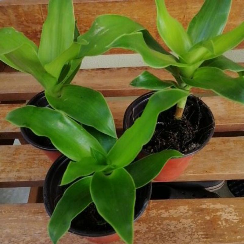 Callisia Fragrans, Basket Plant. Shopee Malaysia