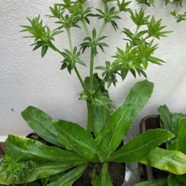 Benih Pokok Ketumbar Jawa BENIH TOKO
