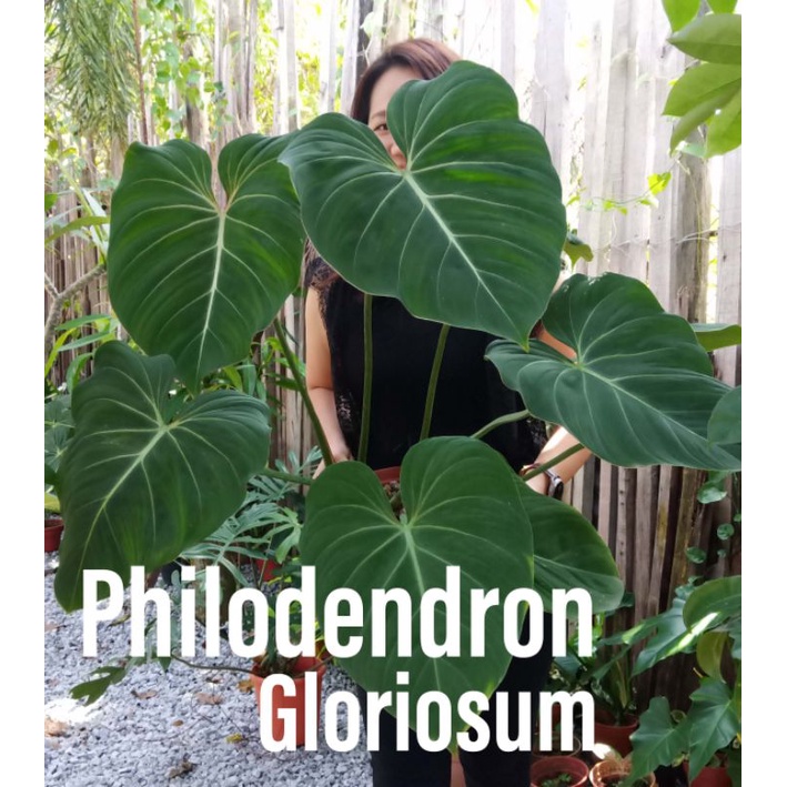 Exotic Plants Philodendron Gloriosum Shopee Malaysia