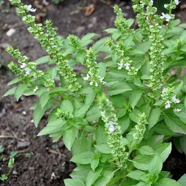 🔥READY STOCK BENIH 50 BIJI KEMANGI / THAI BASIL / LEMON