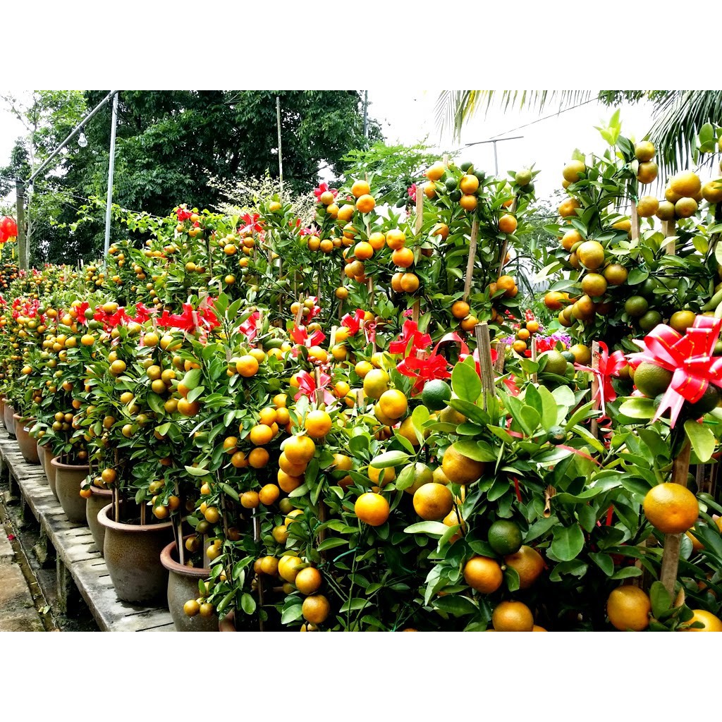 BONSAI FRUIT TREE / POKOK BUAH PENGHANTARAN AREA JOHOR BAHRU