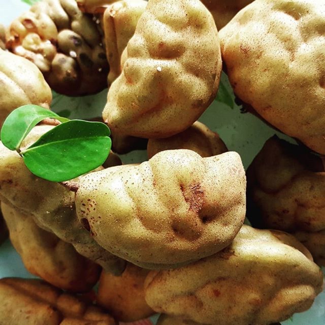 Buah Katak Puru Kelantan gakpatii