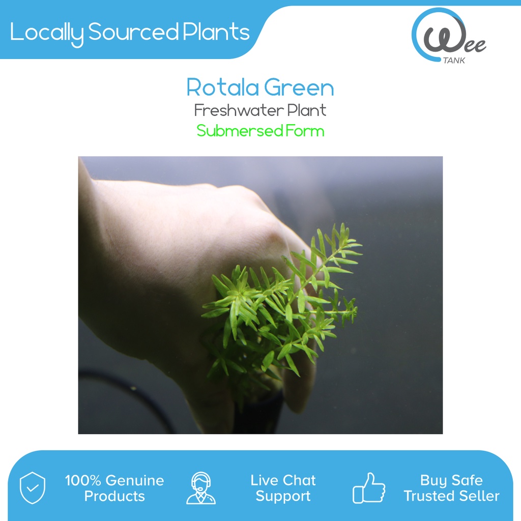 Rotala Green (Submerse,Stem Plant,Aquarium,Aquascape,Fish,Shrimp,Plant