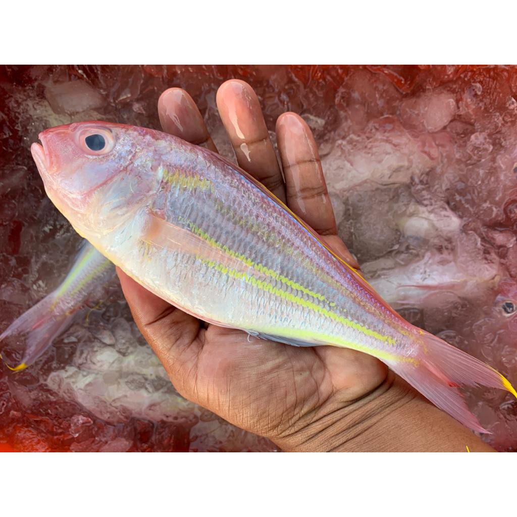 IKAN KERISI KUNING (500gram) Shopee Malaysia
