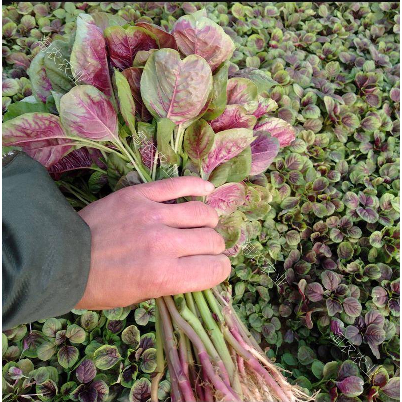 1000 Pcs/bag Bayam Merah Benih sayur/Vegetable Seeds / Seeds (BUY 5