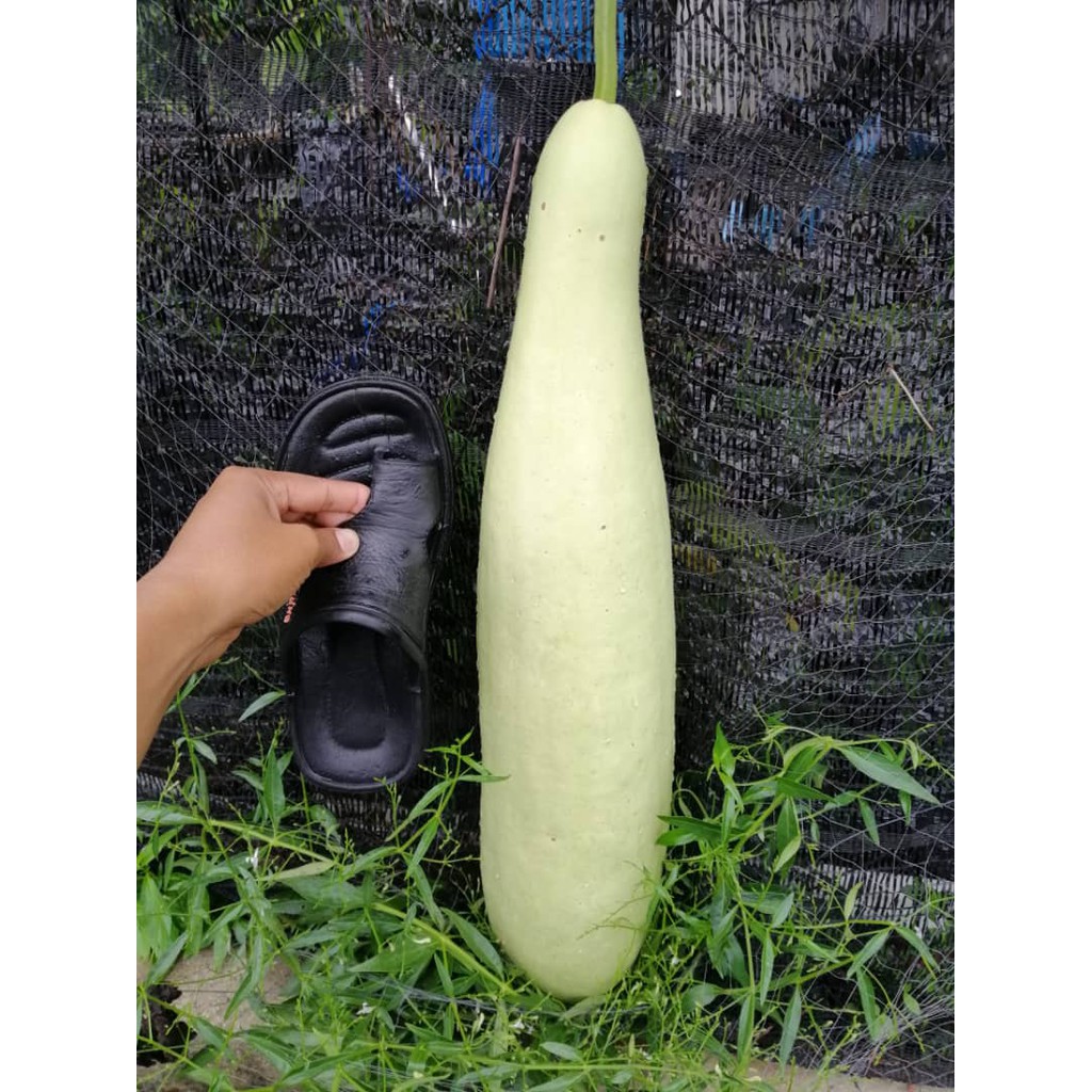 Benih Labu Air Panjang BENIH TOKO