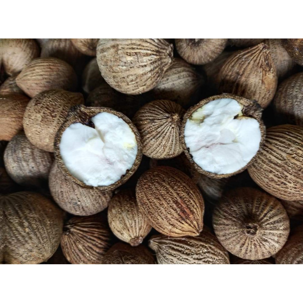 Buah Kulim Segar Dari Hutan Shopee Malaysia